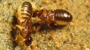 Macrotermes sp. (Macrotermes malaccensis?)