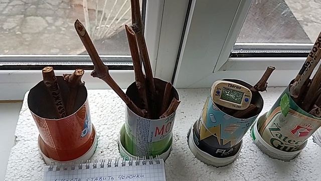 когда ставить черенки винограда на прорашивание смотреть онлайн