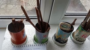 когда  ставить черенки винограда на прорашивание