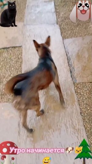 Утро начинается🐶 🐱😅-1