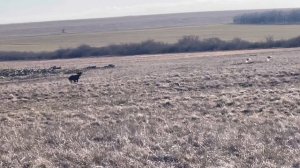 Гучч и Пако. 23. 02.26.