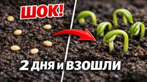 Шок! Семена перца взошли за 2 дня