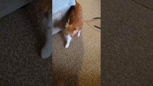 Странный февраль в Сибири