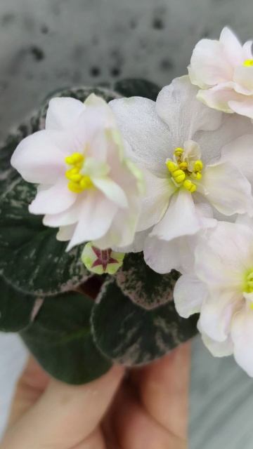 Фиалка Golden Eye