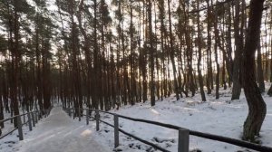 Танцующий лес. Куршская коса. Калининградская область.