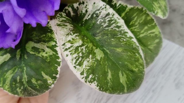 Фиалка КНН-Крокус