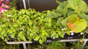 Рассада? В Австралии? Не может быть!