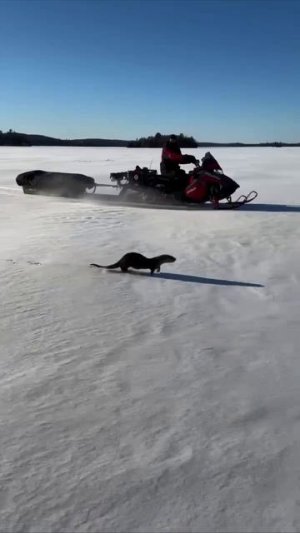 Заводная выдра