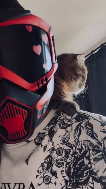 #кошка #питомец #домашнееживотное #любовь Бусинка, на вайбе 😻 #кошка #питомец #домашнееживотное #любовь Бусинка, на вайбе 😻