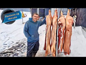 ‼️ Забой  на 543 кг мясом‼️