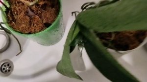 Орхидеи, как я их поливаю.