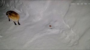 Проспали лисичку.