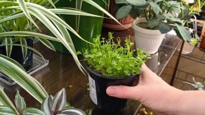 СТРИЖКА РАССАДЫ ЛОБЕЛИИ #лобелия #прищипка #формировкалобелии #лобелияизсемян #прищипкалобелии #одно