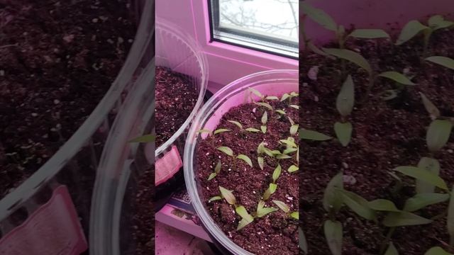 🔥 КАРЕЛЬСКОЕ ЧУДО: МОЙ СЕКРЕТ СУПЕР-РАССАДЫ! Янтарная кислота + нашатырь = ВЗРЫВ РОСТА! 🌱