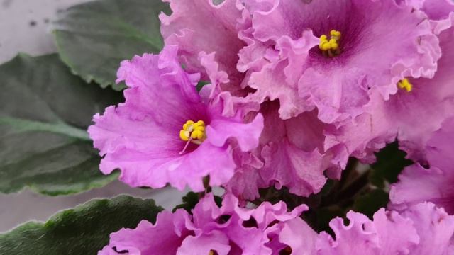 Фиалка НК-Фанфан Тюльпан