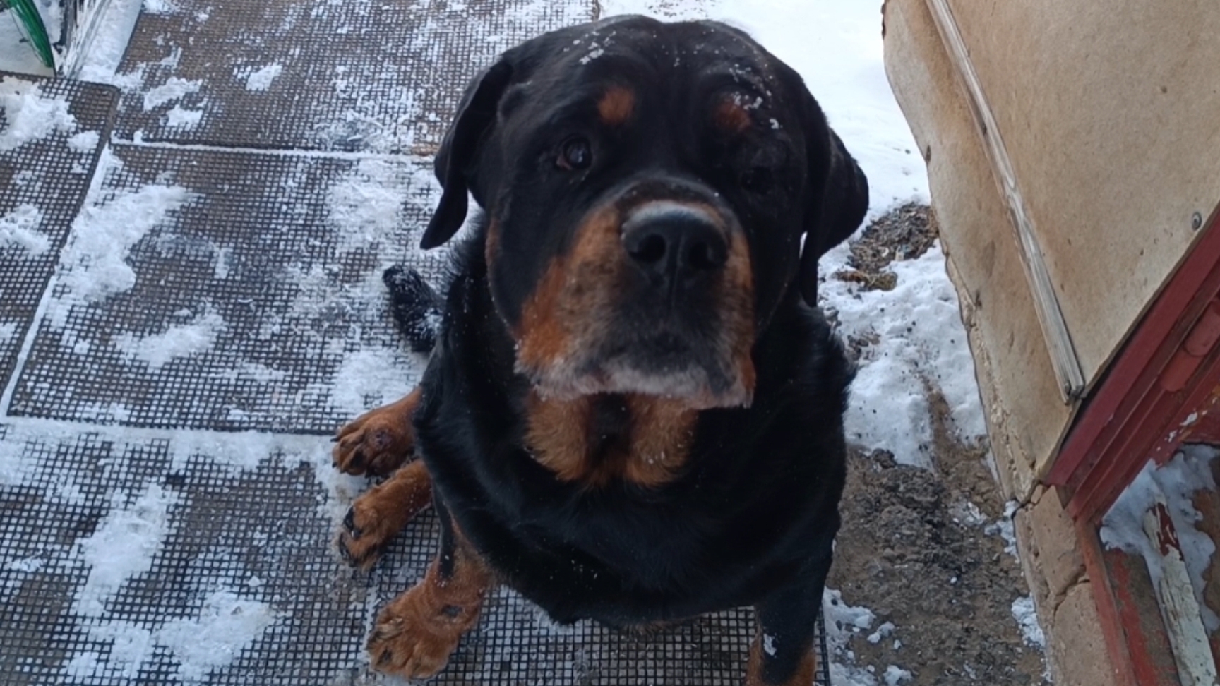 Потерял игрушку и выпросил у соседа колбасу. 😊 Повышаю квалификацию по чистке снега. смотреть онлайн