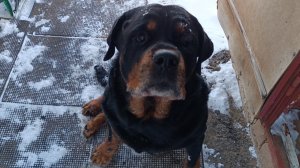 Потерял игрушку и выпросил у соседа колбасу. 😊 Повышаю квалификацию по чистке снега.