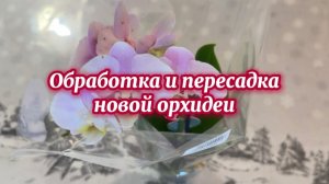 Орхидея Ангельские Глаза, обработка и пересадка