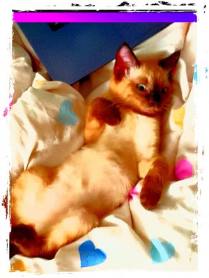 прямая трансляция, кто не попадал номер 2🐈⬛🐈⬛🐈⬛