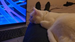 Милка смотрит сериал и мурчит