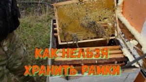 Моль съела рамки