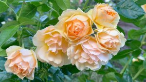 Август в Саду Вечер 3 августа 2025 часть 3