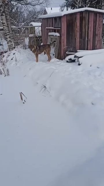 🌿 Наш САО Рамзан🍀 дома стал Рамзесом❗Пост в описании 🎥#dog #собака #любовь #алабай #ala