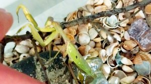 Думаем чем кормить нашу Люсю...