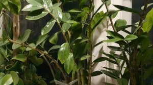 Над реченькой тихой...