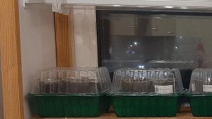 Посадка рассады цветов и первые всходы