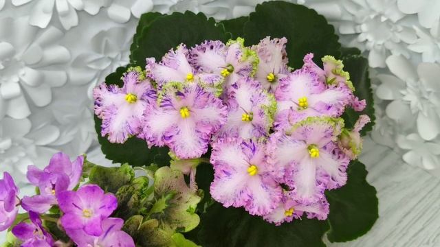 Фиалки АВ-Почемучка и АВ-Мыльные Пузыри