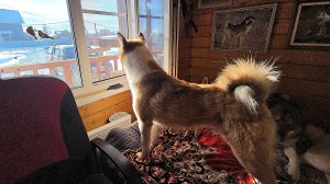 Лайки на 23 февраля