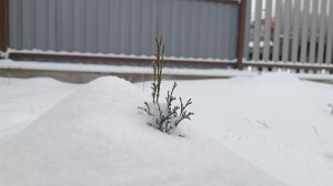 Прошел месяц. Долгожданный события. Саяногорск Хакасия