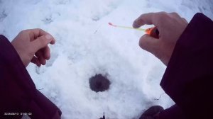 Ловля на безмотылку🎣 Глубина 1,5 метра. Пробурил серию лунок. Ловля активного Окуня без прикорма.