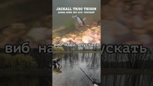 Jackall TN 60 TRIGON  #jackall #fishing  #рыбалка