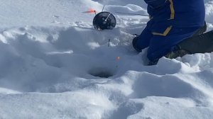 Очередная поимка Форели