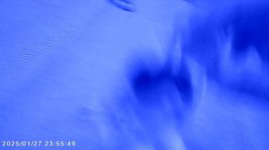 Собачка ест пирожки