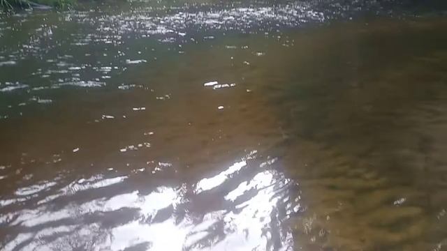 Хвостатая пеструшка ☝️😃 Хвостатая пеструшка ☝️😃