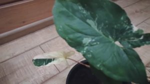 Пересадка сингониума Империал Вайт! Снег выше забора, куда его девать?