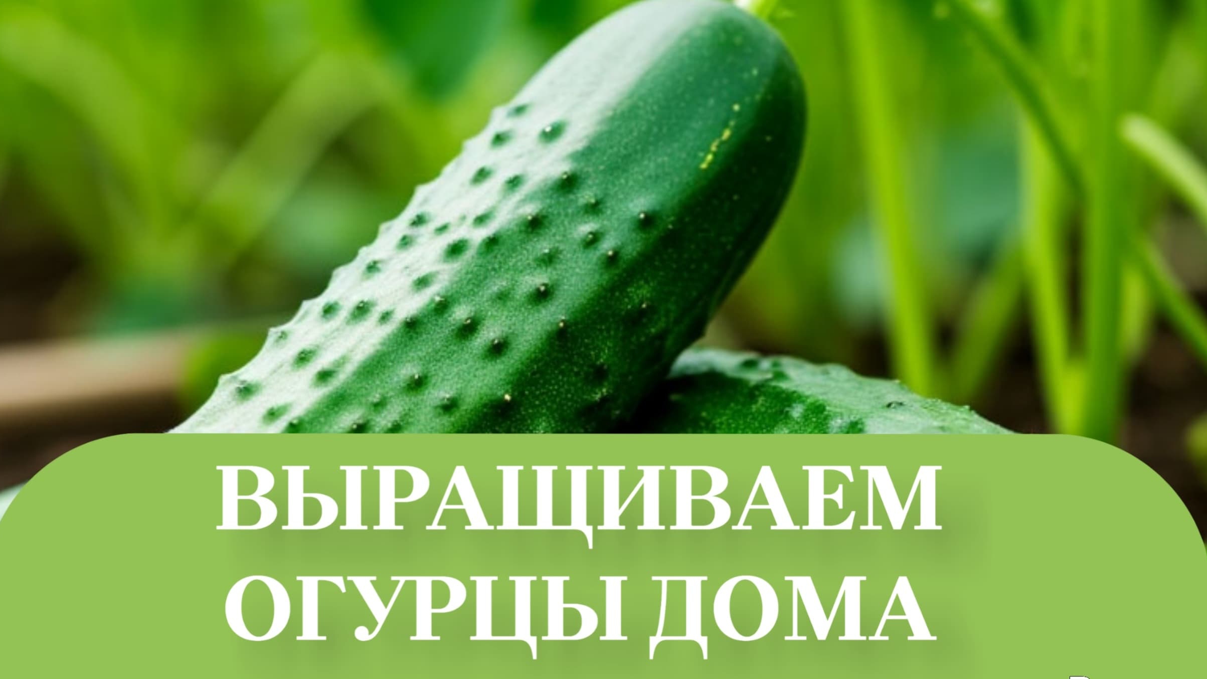 НОВЫЙ СОРТ ОГУРЦОВ, ШОША. смотреть онлайн