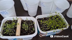 Забыла🙀Седум,очиток,обриетта☘️🌱Рассаживаю.