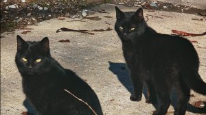 V-STROM 800de и коты клацен клацен