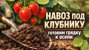 Закладываем НАВОЗ ПОД КЛУБНИКУ к осени