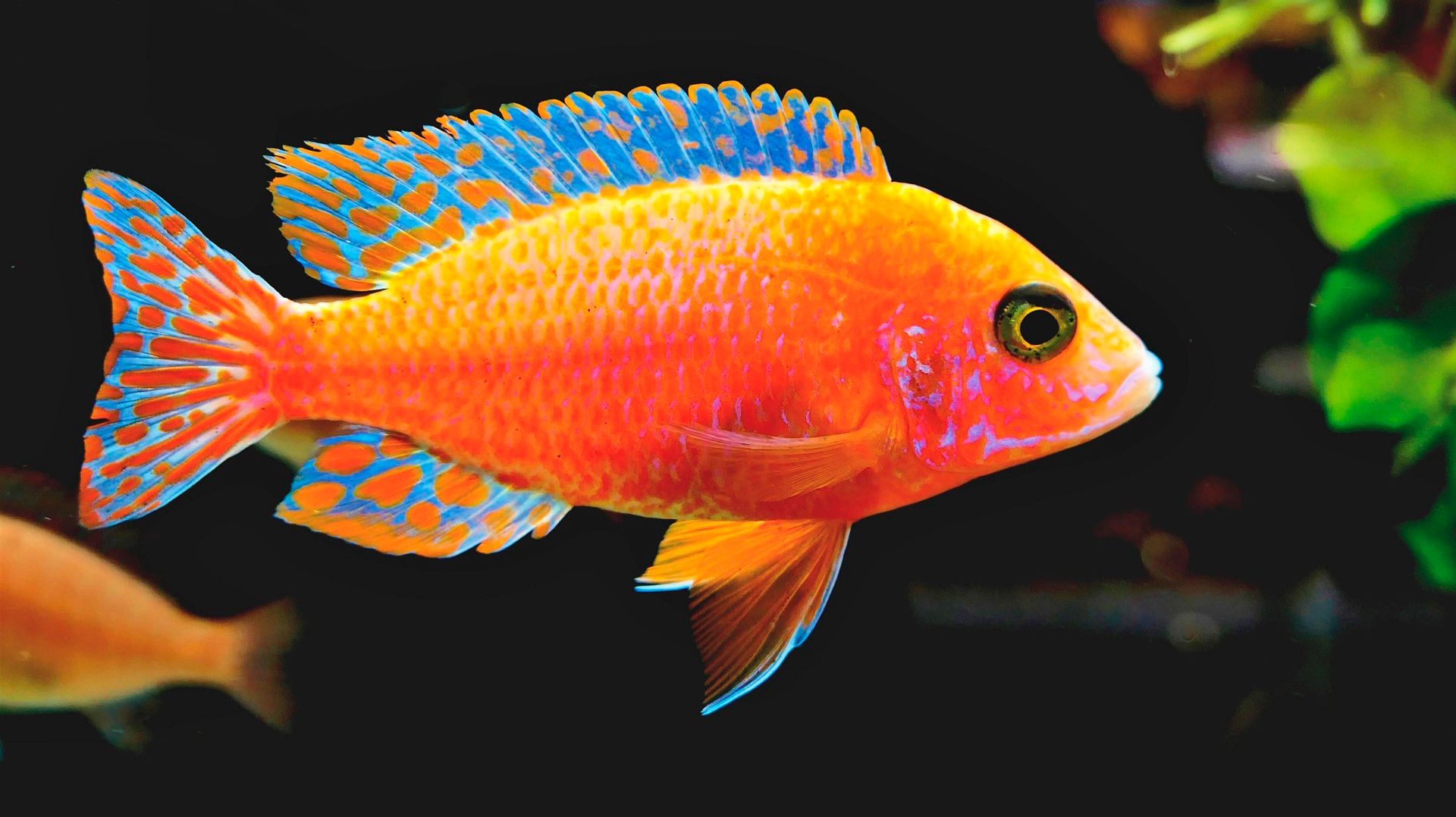 🐠 ОЧЕНЬ КРАСИВАЯ МУЗЫКА ДЛЯ ДУШИ И ВОССТАНОВЛЕНИЯ НЕРВНОЙ СИСТЕМЫ 🎵 УСПОКАИВАЮЩАЯ МУЗЫКА ДЛЯ СНА смотреть онлайн