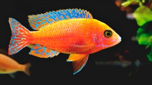 🐠 ОЧЕНЬ КРАСИВАЯ МУЗЫКА ДЛЯ ДУШИ И ВОССТАНОВЛЕНИЯ НЕРВНОЙ СИСТЕМЫ 🎵 УСПОКАИВАЮЩАЯ МУЗЫКА ДЛЯ СНА