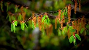 СЕРЁЖКА ОЛЬХОВАЯ🎸(Е.Гончаров)🎸🎸🎸