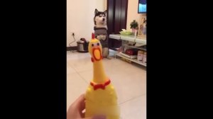 смешные животные 2часть