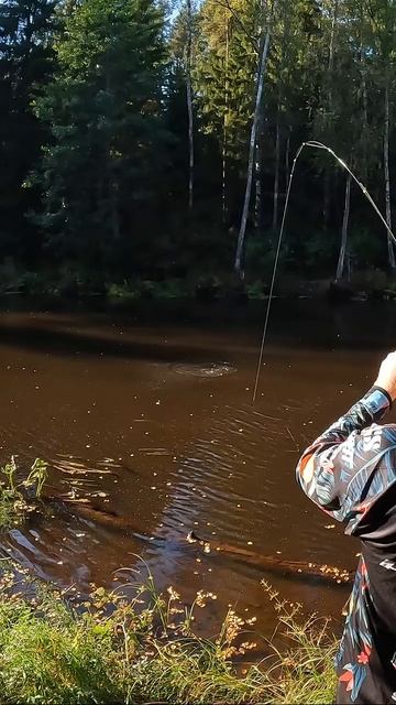 Атака на лесной реке Атака на лесной реке