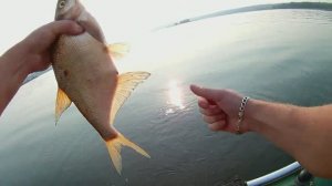 ВЕДРО ПРИКОРМКИ ТВОРИТ ЧУДЕСА.Ловля леща с лодки.Донки.Рыбалка на верхней ВОЛГЕ.