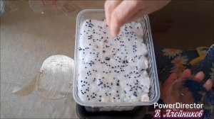 Сажаем лук семенами на рассаду...